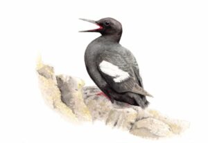 Illustration of a black and white bird, beak open, sitting on a rock.