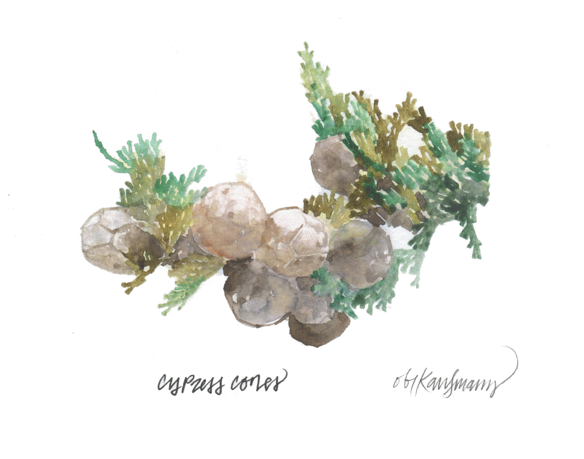 Watercolor illustration of cypress cones