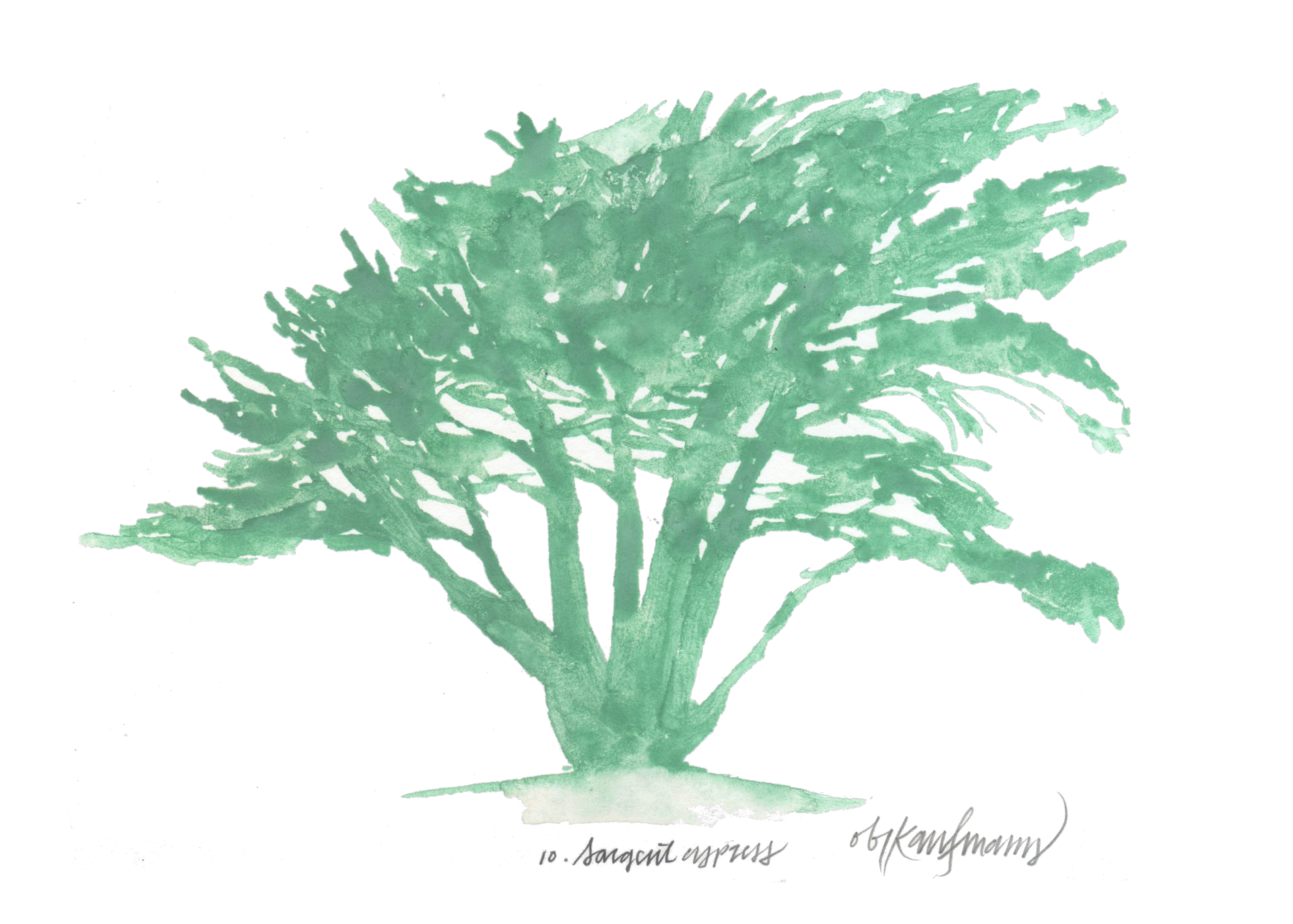 Watercolor illustration of a Sargent Cypress