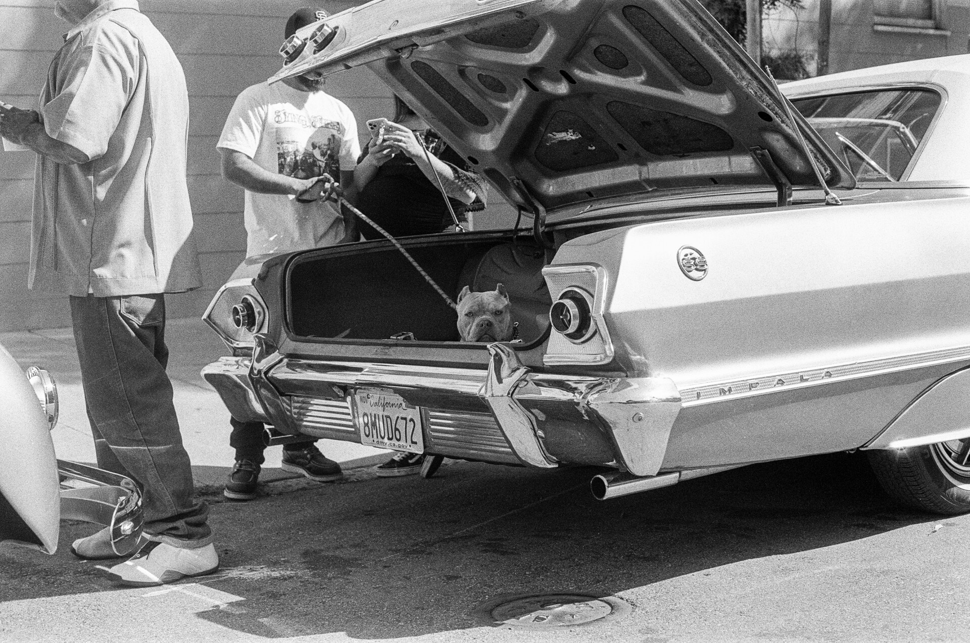 A pitbull chills in the open trunk of a low rider car with his owner and a few friends standing around.
