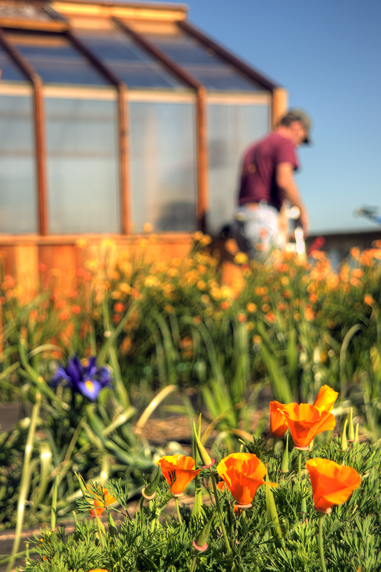 Bright orange and blue flowers near the rose terrace greenhouse can be seen in the foreground, with a volunteer, out of focus, working in the background.